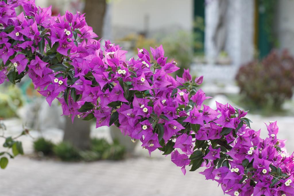 Agriturismo Posta Pastorella 비에스테 외부 사진