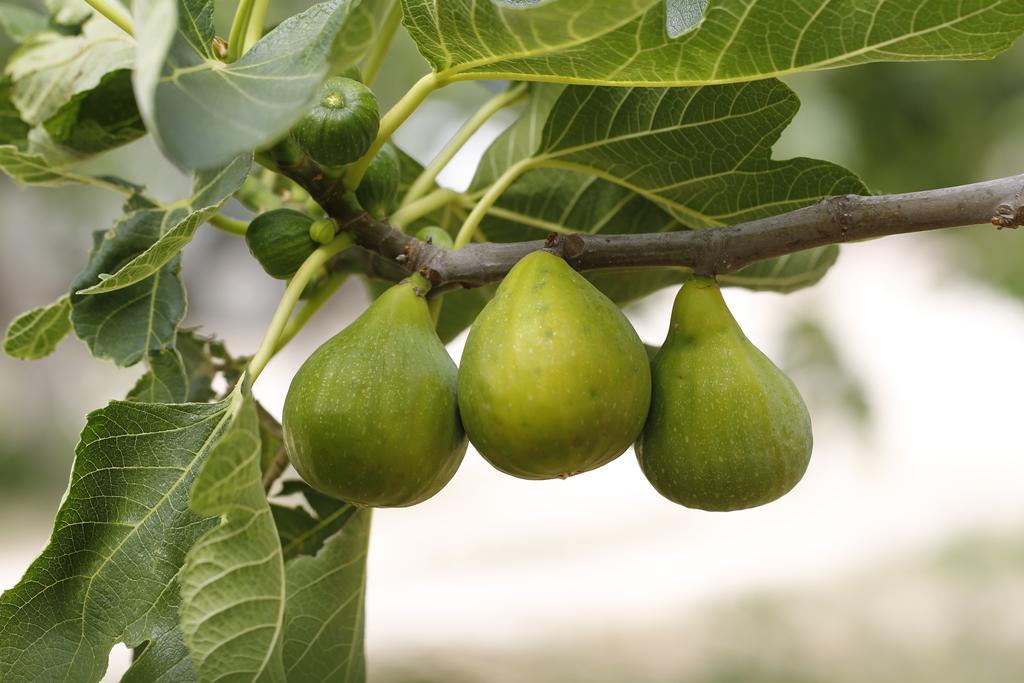 Agriturismo Posta Pastorella 비에스테 외부 사진