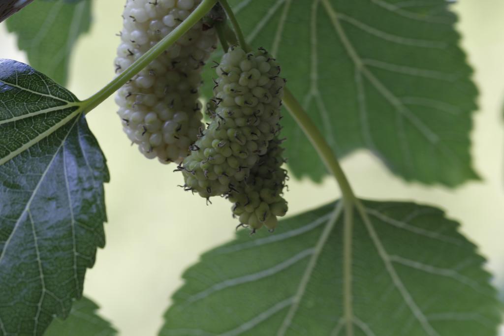 Agriturismo Posta Pastorella 비에스테 외부 사진